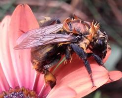 Bombus sp.